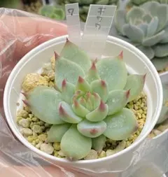 エケベリア　『チワワエンシス』　抜き苗　7️⃣ 多肉植物
