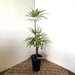 希少品種❗️ 雲南シュロチク 観葉植物 開店祝い プレゼント
