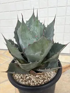 2025年最新】パラサナグローブの人気アイテム - メルカリ