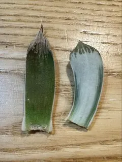 2025年最新】ナイルの一滴の人気アイテム - メルカリ