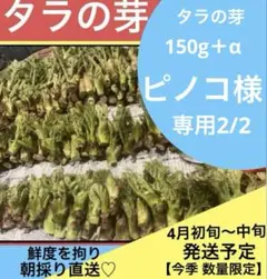 【ピノコ様専用】　タラの芽