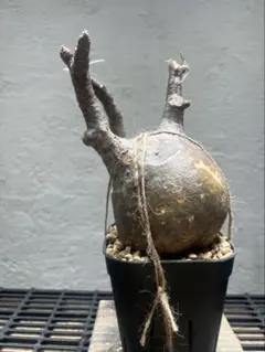 ビリーブ様 リクエスト 2点 まとめ商品