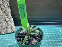 2026年最新】ブセファランドラspの人気アイテム - メルカリ