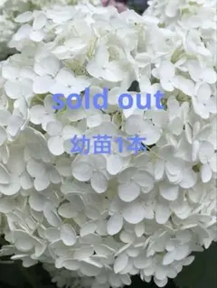 紫陽花 カット枝 アナベル 2種 挿し穂セット - メルカリ
