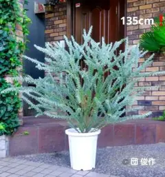 三角葉アカシア 大型 135m❗ツボミ付き❗ 豪華な樹形 シルバーリーフ 10号 三角葉アカシア 大型 135m❗ツボミ付き❗ 豪華な樹形 シルバーリーフ