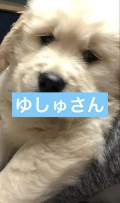 ゆしゅさんのサムネイル