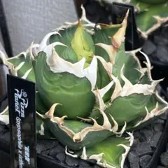 2025年最新】アガベ レッドキャットウィーズル 赤猫種の人気