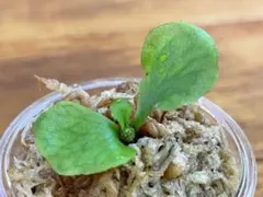 りょーた様 リクエスト 2点 まとめ商品