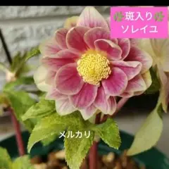 2026年最新】広瀬園芸 クリスマスローズの人気アイテム - メルカリ