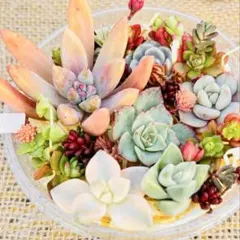 ⑥⭕️多肉詰め合わせ⭕️そのまま発送