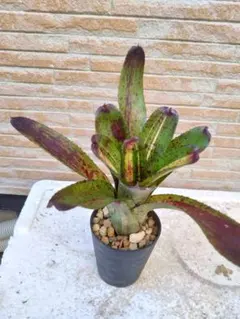 ネオレゲリア・ハウジット リサタグ付き タンクブロメリア 熱帯植物 ネオレゲリア・ハウジット リサタグ付き タンクブロメリア 熱帯植物