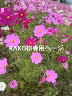 【KAKO様専用ページ】
