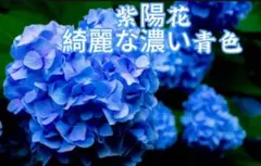 2026年最新】紫陽花ブルーの人気アイテム - メルカリ