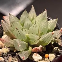 し*桜様 美苗　ハオルチア　白ミュータント　多肉植物のサムネイル