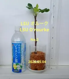 イチジク☆LSUオルーク (No.2) 発根済のサムネイル