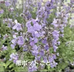 イングリッシュラベンダー挿し穂10本 - メルカリ
