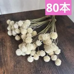 E千日紅　ドライフラワー　長め　茎付き　80本⭐️白　アイボリーホワイト⭐️スワッグ