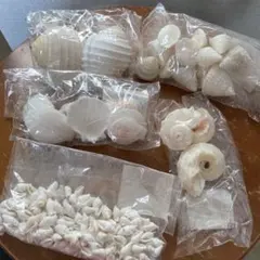 白い貝殻セット