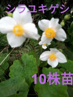 yasuko様 リクエスト 4点 まとめ商品