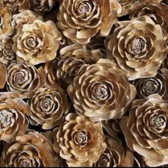 シダーローズ　ヒマラヤスギ　松ぼっくり　木の実　花材　自然素材