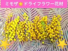 ミモザと花キリンの花☆ドライフラワーセット♥花材♥