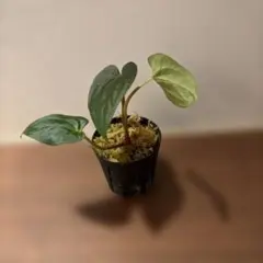 Anadendrum sp. Sabah - メルカリ