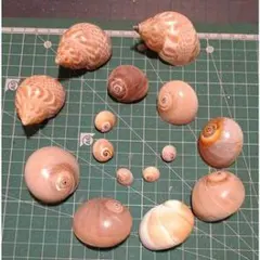 貝殻セット 様々なサイズと色