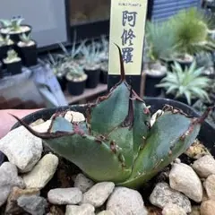 なおキング様 リクエスト 2点 まとめ商品