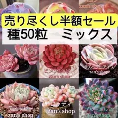 2025年最新】スノーエンジェル 多肉の人気アイテム - メルカリ