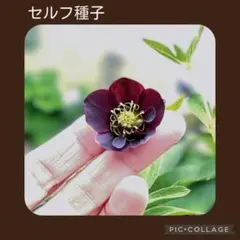 セルフ種子■#522■加藤農園 りんごちゃん クリスマスローズ セルフ種子□#522□クリスマスローズ - メルカリ