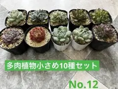 No.12 多肉植物小さめ10種セット　葉挿し苗