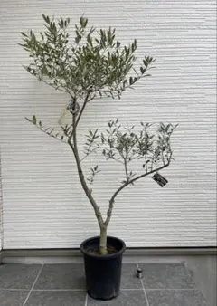 2026年最新】オリーブの木 セントキャサリンの人気アイテム - メルカリ