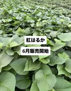 紅あずま 200本 新鮮さつまいも苗 無農薬 - メルカリ
