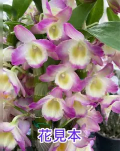 2026年最新】デンドロビューム苗の人気アイテム - メルカリ