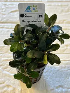 4株セット Bucephalandra sp. ブセファランドラ 水上株 水上葉 - メルカリ