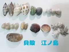 貝殻　シェル　江ノ島　24個　ハンドメイド　値下げ可能