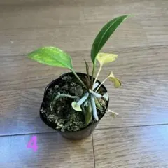 2026年最新】アンスリウムグラシレの人気アイテム - メルカリ