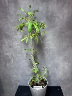 2026年最新】ドルステニア・ギガスの人気アイテム - メルカリ