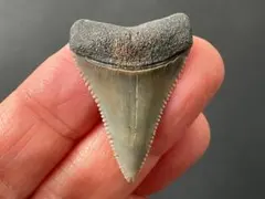メガロドン 化石 黒系 標本 インドネシア サメの歯 歯の化石 大きめ