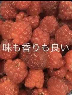 ラズベリー　木苺　抜き苗　5芽