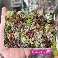 多肉寄せ植え カット苗 詰め合わせ ちまちま弁当 c