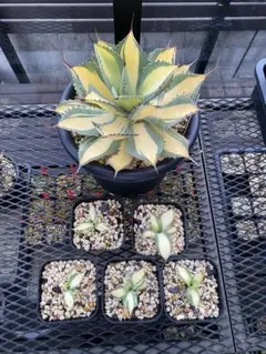 2025年最新】イシスメンシスの人気アイテム - メルカリ