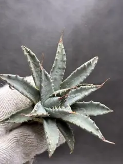 2026年最新】アガベ エボリスピナの人気アイテム - メルカリ