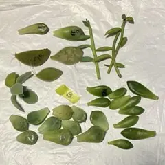 多肉植物　6種類セットＢ