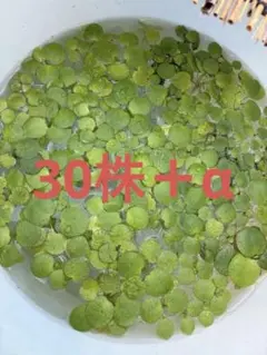 2026年最新】魚用品・水草の人気アイテム - メルカリ