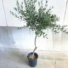 オリーブの木,た植物/観葉植物:古木幹極太『幹周り約㎝』。ルッカ