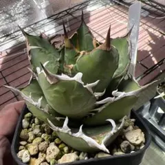 森のこびと様 リクエスト 3点 まとめ商品