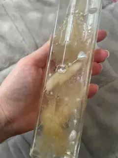 말린 꽃