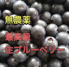 【残り２個】千葉県産の無農薬の生ブルーベリー 500gのサムネイル