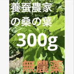 桑の葉 無農薬 蚕用 ペット用 300gのサムネイル